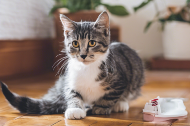 Kitty Care Chronicles: Nutrition, Health, and More